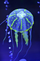 jellyfish