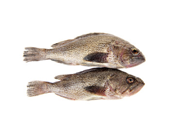 Fresh grouper in a white background
