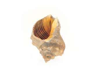 Conch on a white background