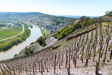 Fototapeta premium Winery hill in Mosel