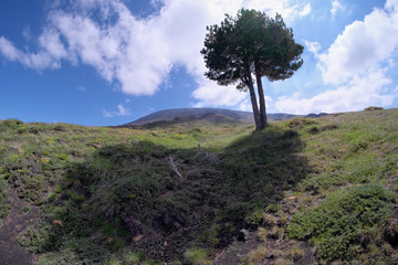 Pine In Etna Park, Sicily