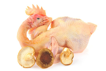 Chicken isolated on a white background