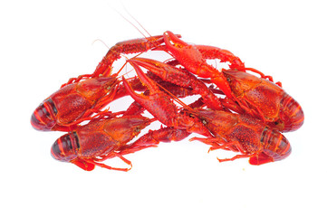 Lobster on a white background