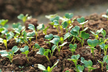 tomato crops in growth at garden