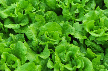tomato crops in growth at garden