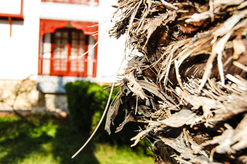 Palm tree macro, hard fiber trunk
