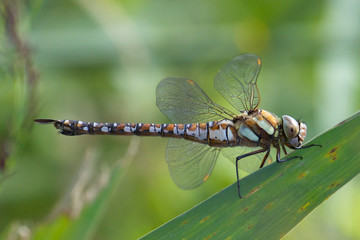 A Migrant Hawker dragonfly resting on a reed stem