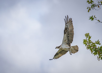 Osprey flying