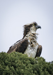 Osprey looking to the right