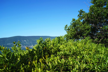 Summer landscape with green trees