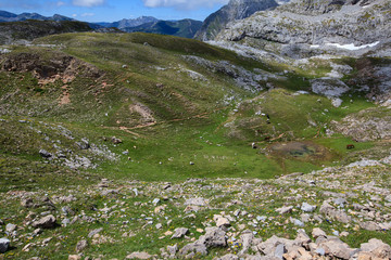 Horses grazing in the Picos de Europa National Park, Fuente De, Cantabria, Spain
