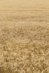 fields of wheat 4