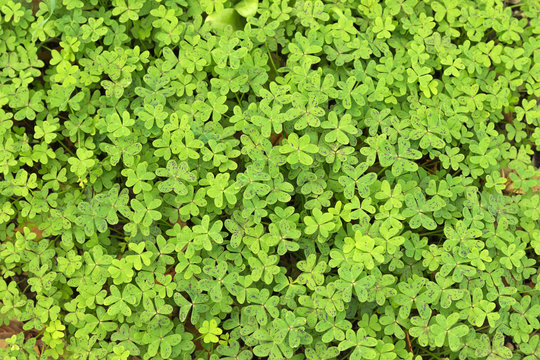 Background texture of purple speckled leaves of Oxalis pes-caprae (Bermuda buttercup) also known as African wood sorrel grown in Australia