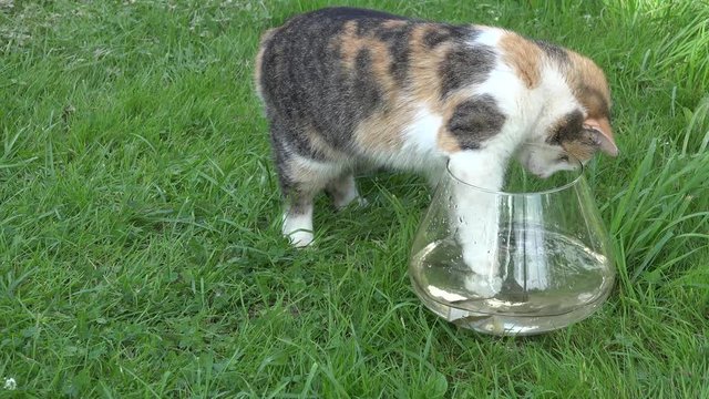 Closeup of cat catching fish upset glass aquarium and water flow out. 4K 