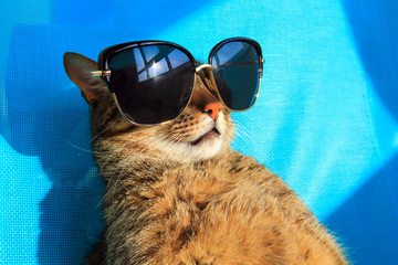 Naklejka premium zabawny kot sobie okulary relaks w słońcu, wakacje, wakacje, ośrodek