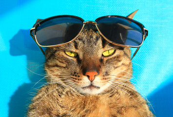 funny cat wearing sunglasses relaxing in the sun, vacation, summer holidays, resort