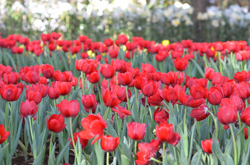 Tulip flowers garden