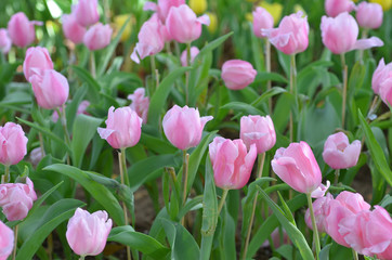 Fototapeta premium Tulip flowers garden