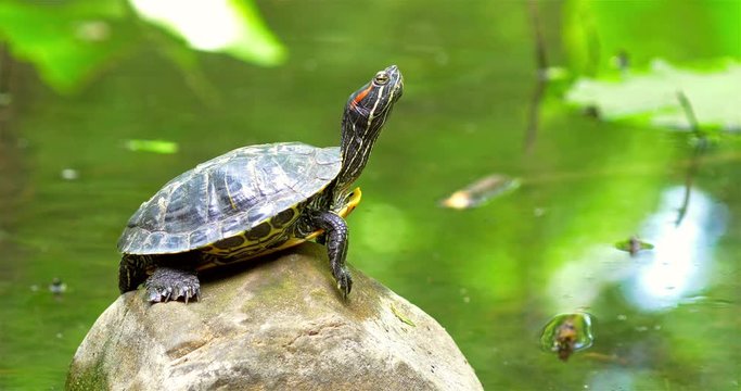Pond Turtle Heating In The Sun On Rock In Lake Water