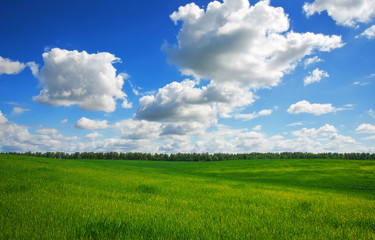 Fototapeta na wymiar Green field and blue sky. Beatiful green field with blue sky.