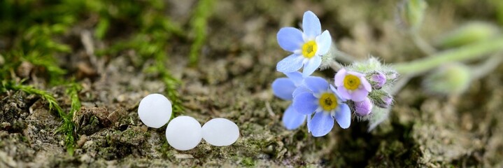  Banner Globuli mit Blüten auf Moos und Rinde