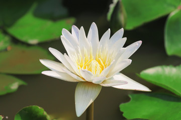 lotus flower