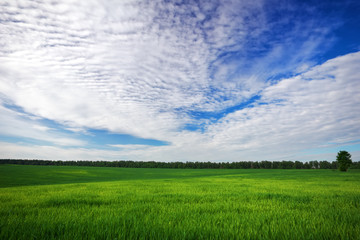 Fototapeta premium Green field and blue sky. Beatiful green field with blue sky.
