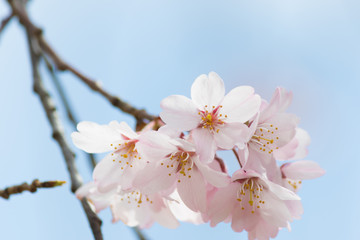 Obraz premium 桜と青空