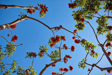 Beautiful flowers on tropical tree