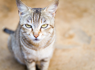 Domestic Himalayan cute Cat