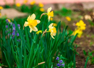 Obraz premium park flowers