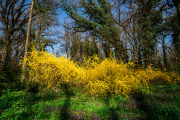 park flowers