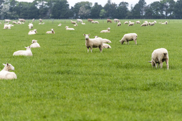sheep on New Zealand pasture © WilliamJu