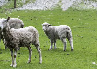 Naklejka na ściany i meble sheep on New Zealand pasture