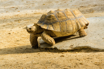 Turtle in the zoo of Benalmadena, Malaga province, Spain.