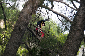 Potatura grandi alberi
