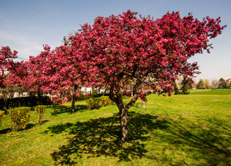 Fototapeta premium amazing flowers