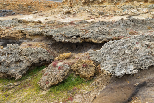 Beaded Glasswort, salt marsh plant, growing on coastal sea cliff in Victoria, Australia