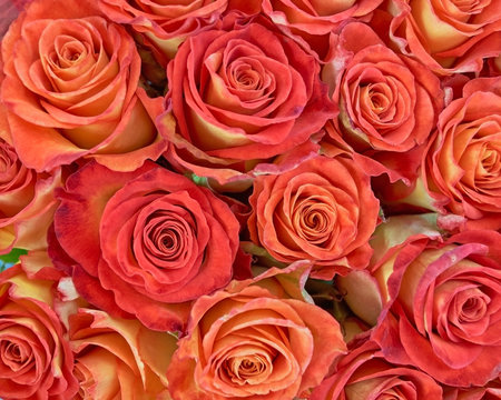 colorful roses closeup, natural background