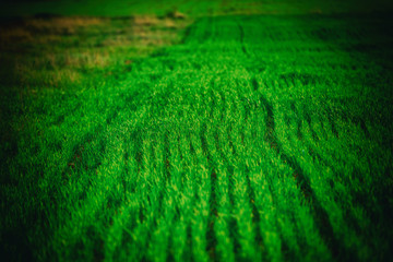 grass field and electric pylon
