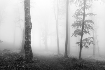 Dark trail into the fog