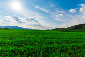 grass field and white clouds