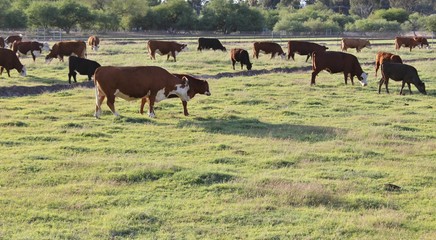 Herd of Cows Grazing in the Field