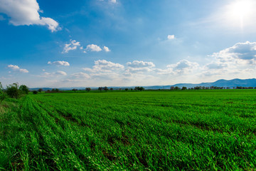 grass field and white clouds