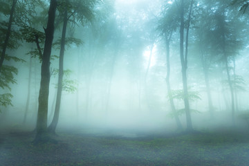 Dreamy  fog into magical forest