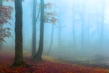 Romantic colorful foggy forest