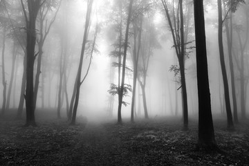 Dark trees in misty forest
