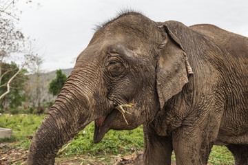 Asian elephant eating . Green grass background