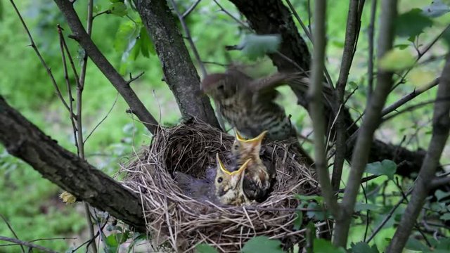 Life nest with chicks in the wild.