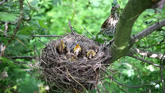 Life nest with chicks in the wild.